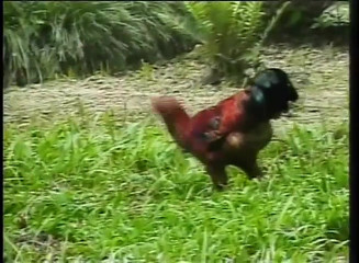 Old vintage porn: A boy is buggered by a cute shemale in a park thumbnail