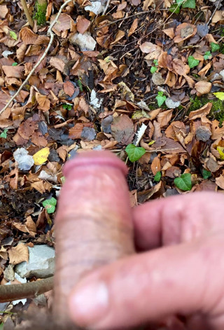 Like a Robin in the Wood