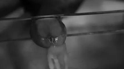 /beam/67a8638ccc498f247e9635a4