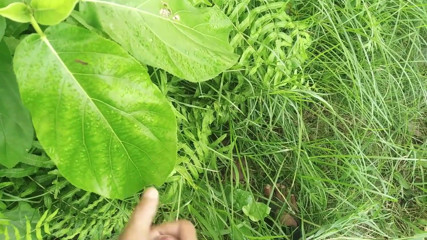 Big Cock Cumshot in Natural Garden, Outdoor Cumshot