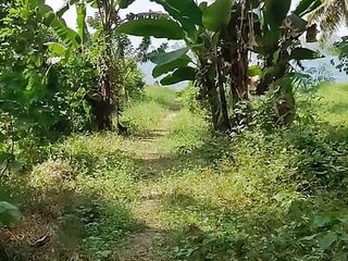 Pee POV on the Palm Plantation