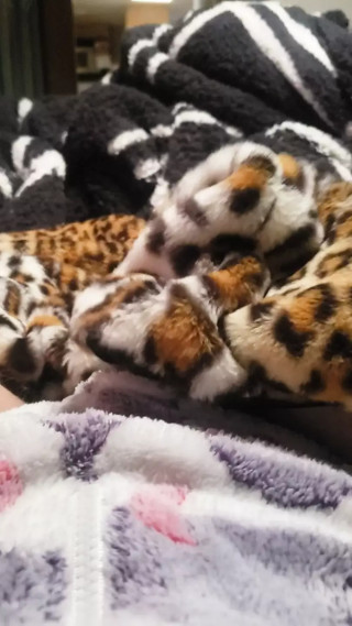 Jerking off in my gfs fluffy onesie with her fur coat thumbnail