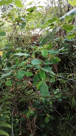 Cumming outside
