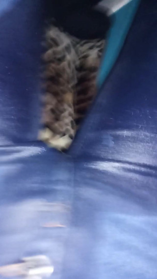 sammie crossed slow pee in jeans
