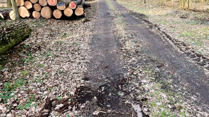 Pussy slapping mit dem Lineal im Wald - Bild 2