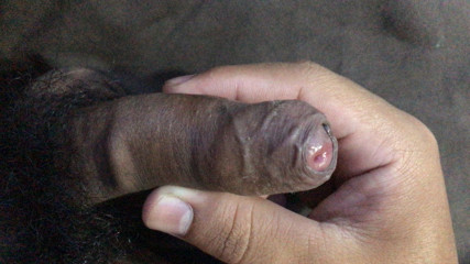 a small penis of a young man who likes to cum