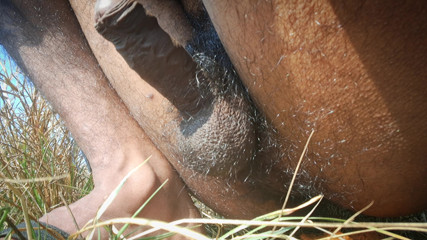 My New Hot Desi Porn Video in the Jungle.