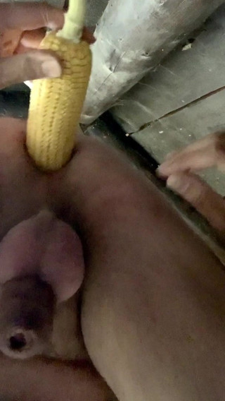 Corn on the cob introduced, Maiskolben eingefuehrt