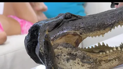 /beam/67a862c5cc498f247e8c363b