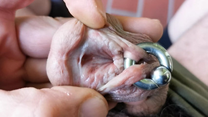 Subincision &amp; Piercing 
