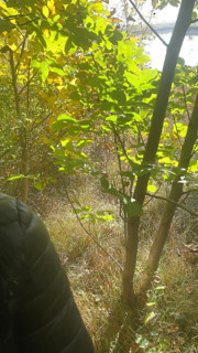 Adventures of Milfycalla Ep 19 Fishing Spot