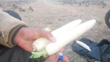Inserted Two Radishes Into The Ass Simultaneously