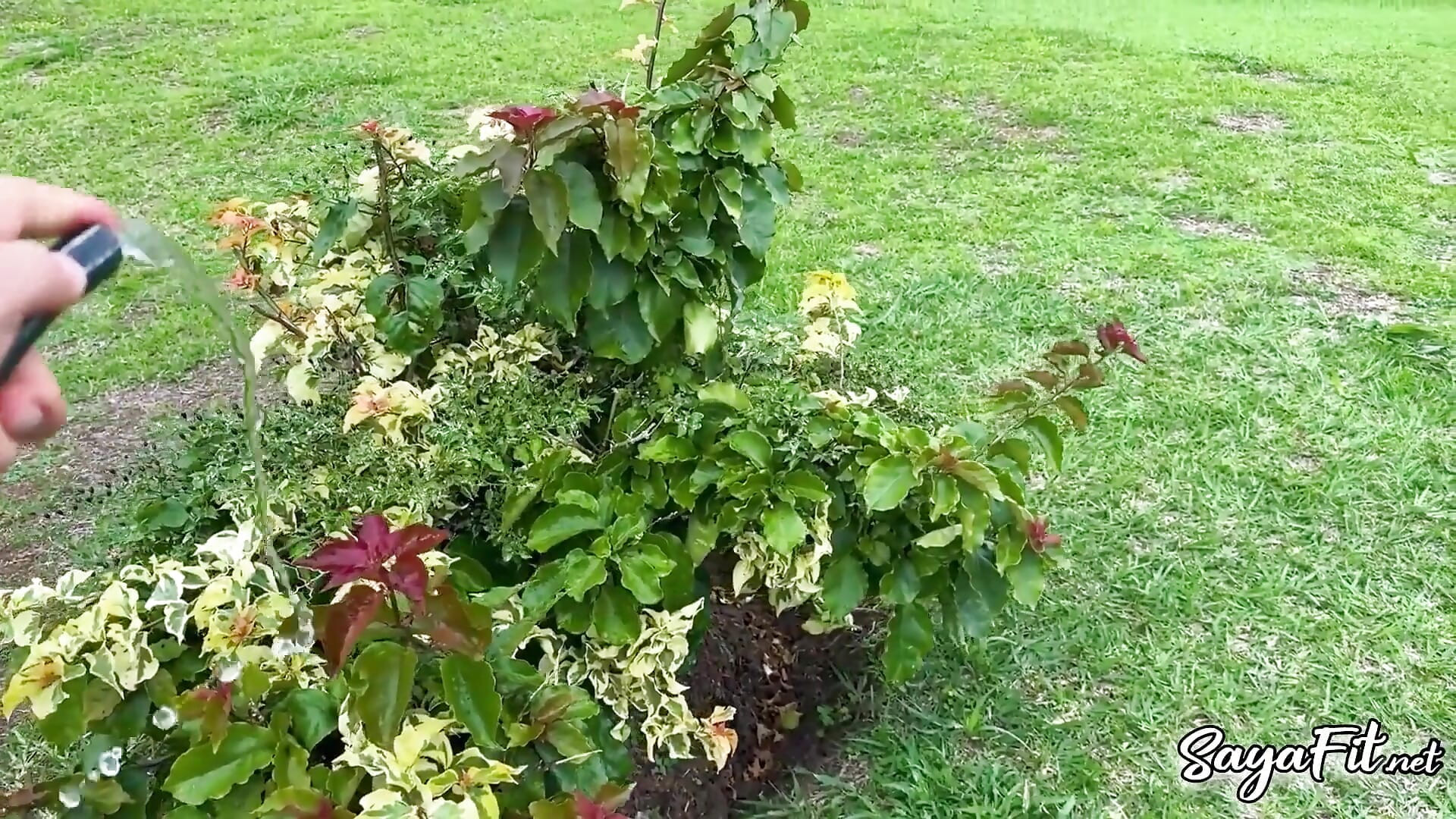 I Fuck the Gardener on My Farm While My Husband Is Away – Sayafit