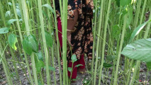 I fucked her while she was in the jute field and had a lot of fun, then I ejaculated in her vagina.