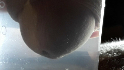 Underwater Cumshot Close UP