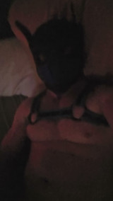 Pup jerking off his hard cock