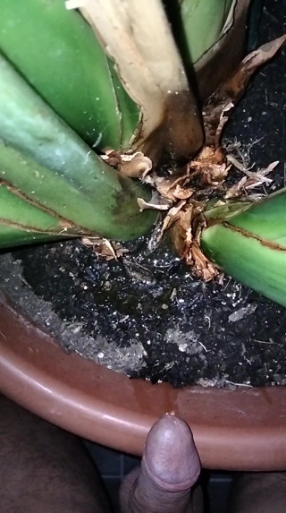 Watering plants