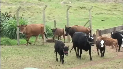 /beam/67a86226cc498f247e849437