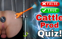 True or False Cattle Prod Quiz with My Femdom Slave