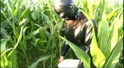 Fetish slave in latex walks and sucks a dildo on the grass