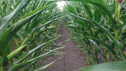 Naked Guy Pisses, Jerks Off and Cums in a Field