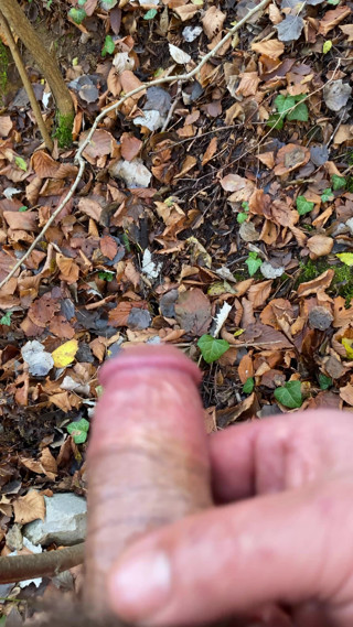 Robin in the Wood