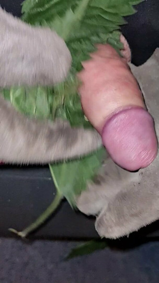 Cbt with nettles