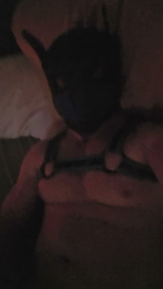Pup jerking off his hard cock