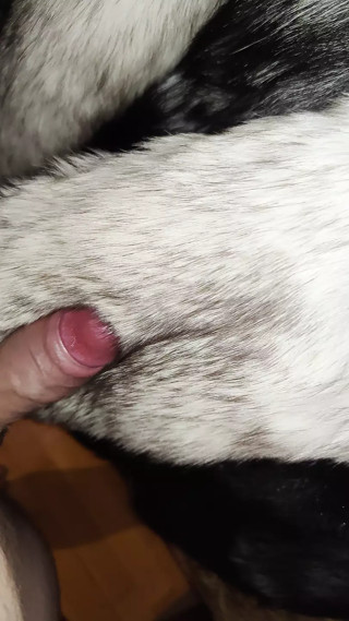 German boy plays with Fur