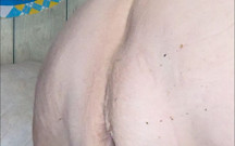 Titty Fucking Blowjob Sucking and Riding That Cock so Fucking Sloppy Hot