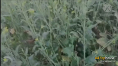 Village Bhabhi Fucked in Mustard Field in Doggy Style by Field Owner
