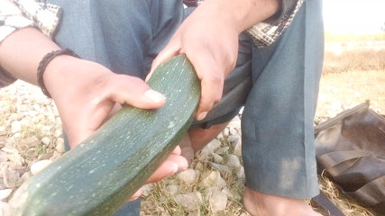 Ass fuck big cock  vegiteble