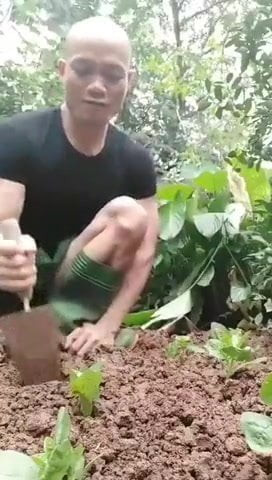 gardener
