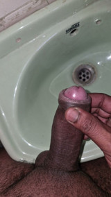Indian cock
