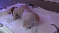 Before enjoying my boss's huge cock, I go to the motel's jacuzzi and start to get aroused.