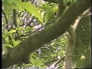Horny guy taking dick in his ass and gives BJ in a tree and gets creamed  Outdoor gay fuck scene | Anal Video Updates | Porn videos