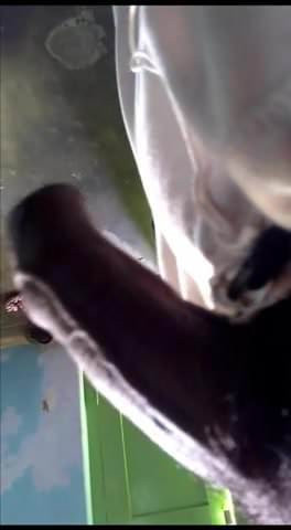 Indian cock penis dick Leak