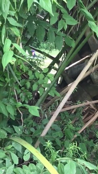 Outdoor fuck