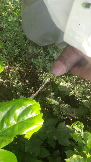 I had sex among the leaves, even the leaves felt shy thinking about it.