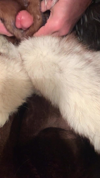 Beaver fox and mink fur and the perfect stroke