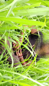The village's desi sister-in-law, with a thin waist, showing her body cutting fodder in the field, brought the brother-in-law home and made the sister-in-law suck the cock in the mouth