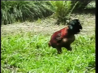 Sexy Shemale gets her ass rammed by hot guy outdoors