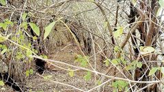 Jungle Mein Mangal2
