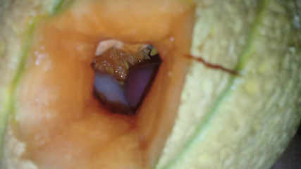 Cum into melon