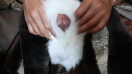 The beaver fur stroke