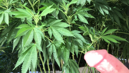 Trans Girl Jacking in the Weeds