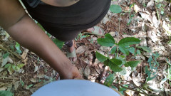 A 19 Age Girl And Have Consensually Sex In Jungle & He Sucking My Cock Beautiful Desi Girl