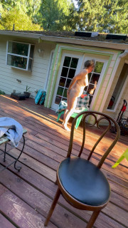 Freckled Dirty Wife gets bent over the deck and fucked from behind butt plug