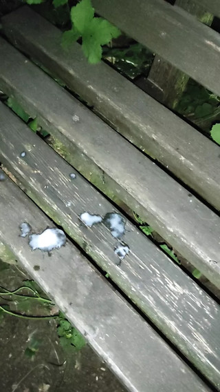 jerkoff Outdoor (with cum) and piss