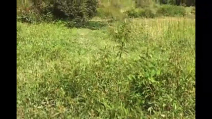 Wild Anal...